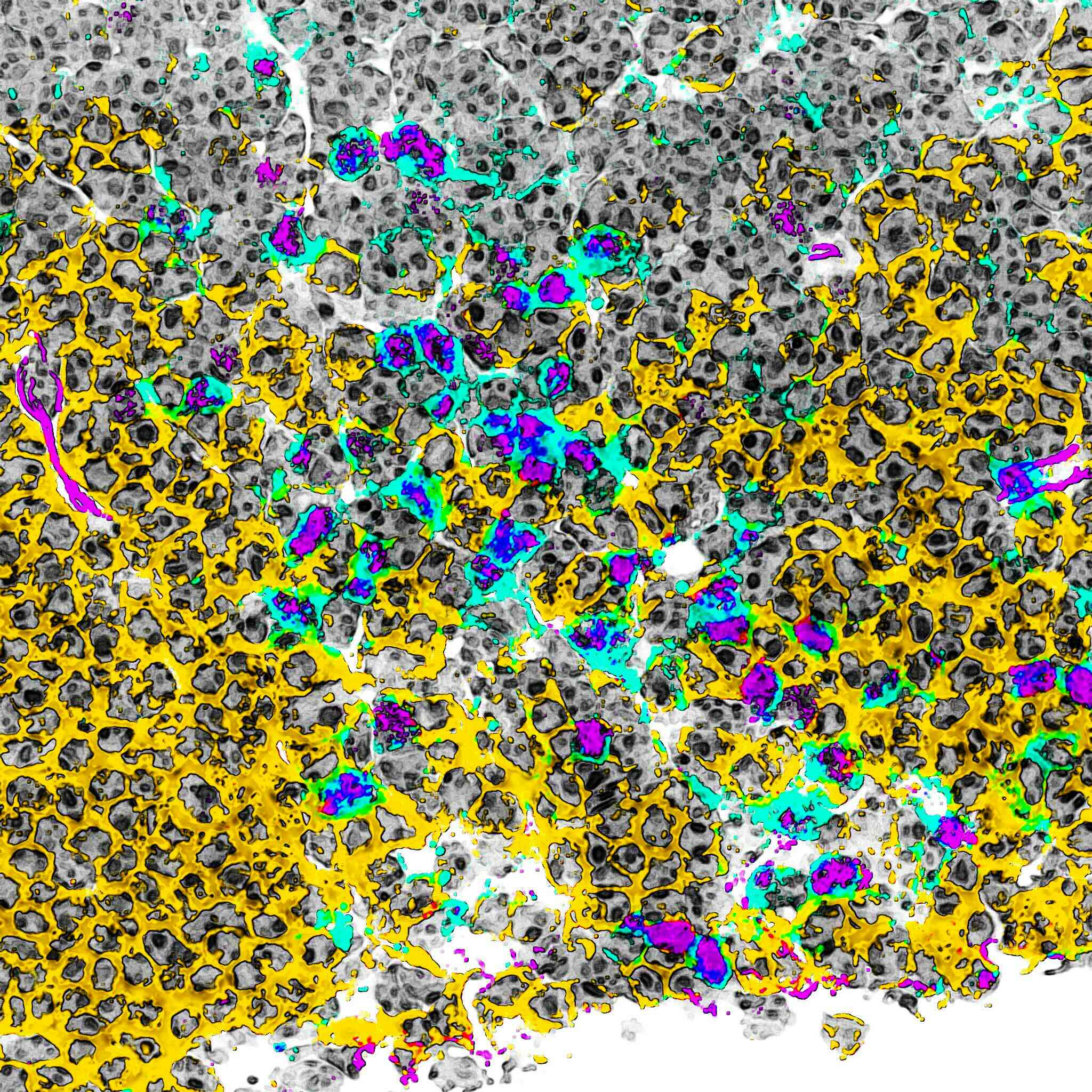 Computational spatial segmentation